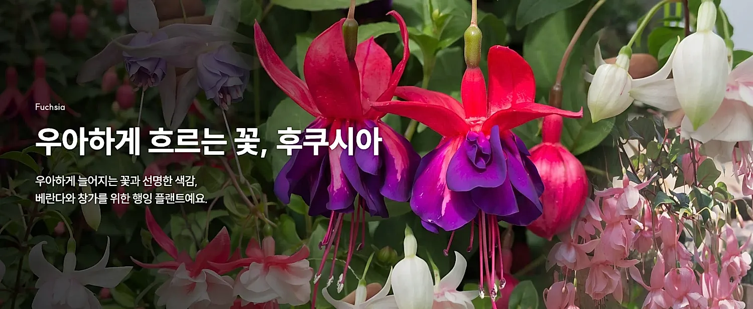우아하게 흐르는 꽃, 후쿠시아