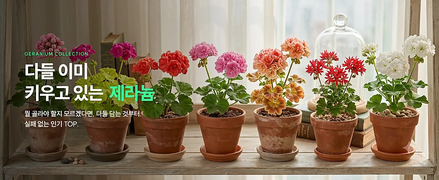 다들 이미 키우고 있는 제라늄