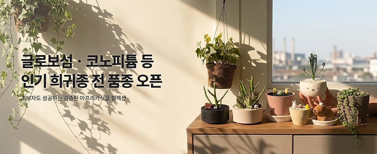 글로보섬 코노피튬 등 인기 희귀종 전 품종 오픈