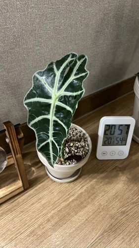 거북 알로카시아(알로카시아 아마조니카)