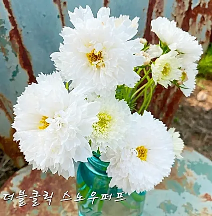 겹코스모스모종 더블클릭 스노우퍼프