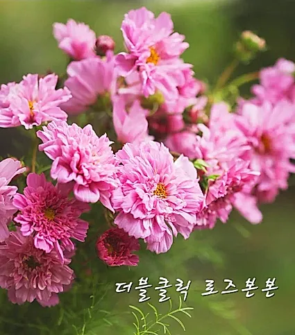 겹코스모스모종 더블클릭 로즈본본
