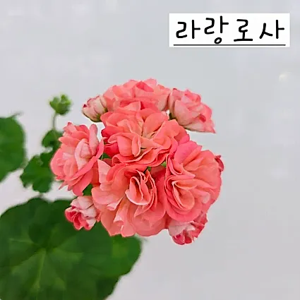 라랑로사 제라늄