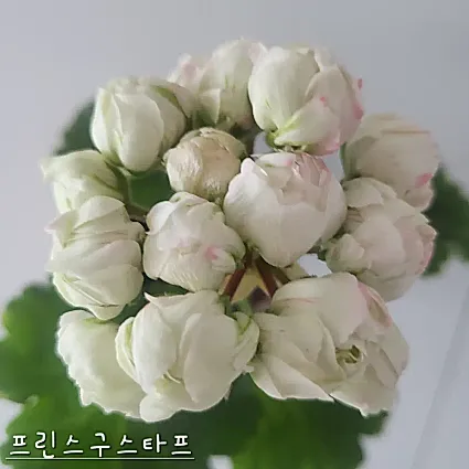 프린스구스타프 제라늄