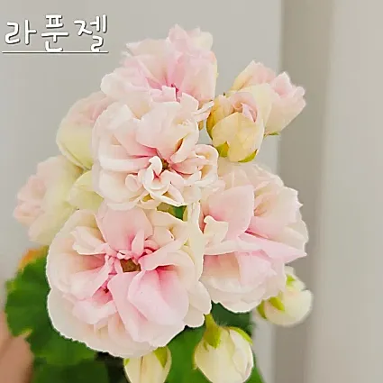 라푼젤 제라늄