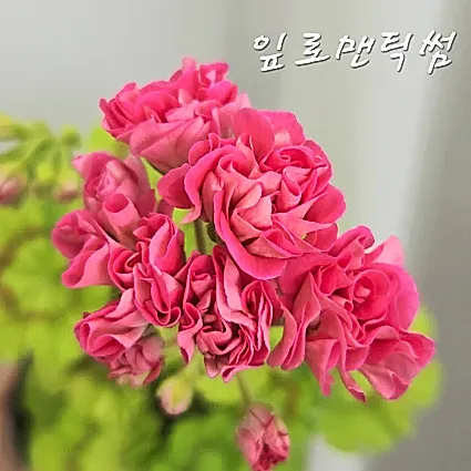 잎로맨틱썸 제라늄