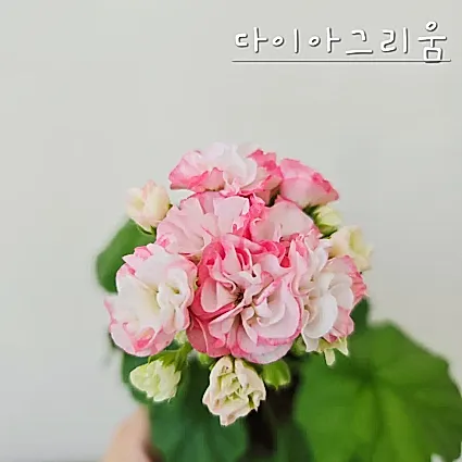 다이아그리움 제라늄