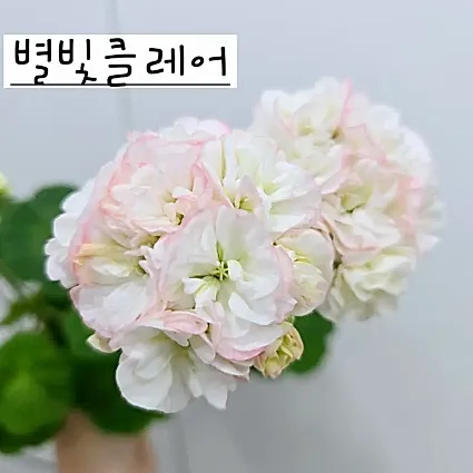 별빛클레어 제라늄