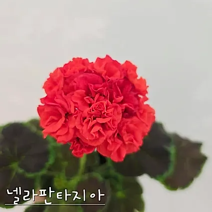 넬라판타지아 제라늄