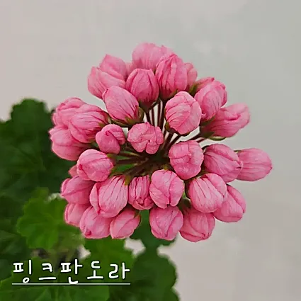핑크판도라 제라늄(8번)
