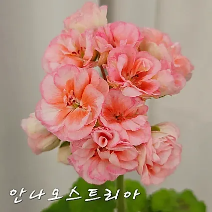 안나오스트리아 제라늄(9번)