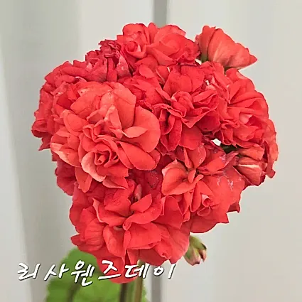 리사웬즈데이 제라늄(0번)