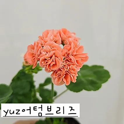 어텀브리즈 제라늄