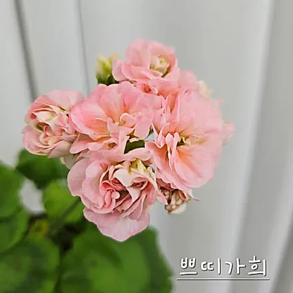 쁘띠가희 제라늄