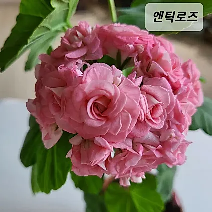 엔틱로즈 제라늄(5번)