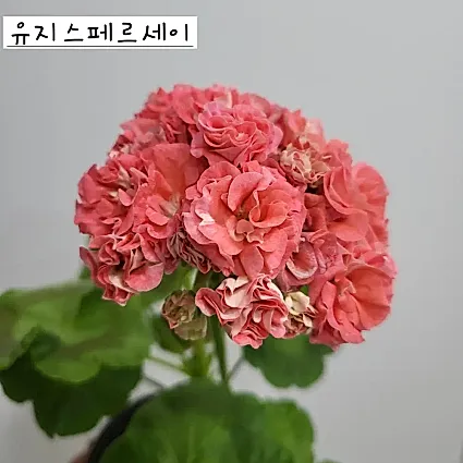 유지스페르세이 제라늄(6번)