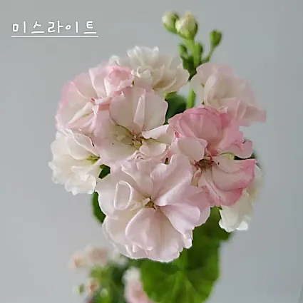 미스라이트 제라늄(1번)