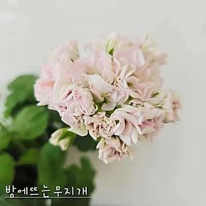 밤에뜨는무지개 제라늄