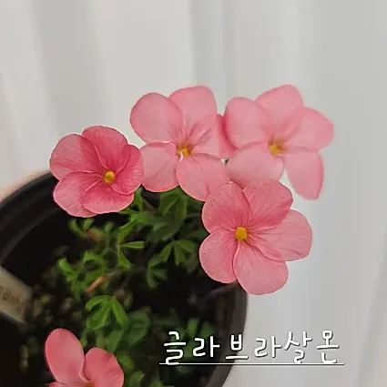 글라브라살몬 사랑초