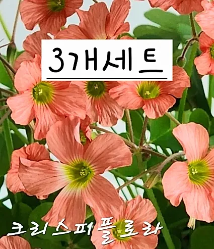 크리스피플로라 사랑초(3개세트)
