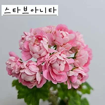 스타브아니타 제라늄