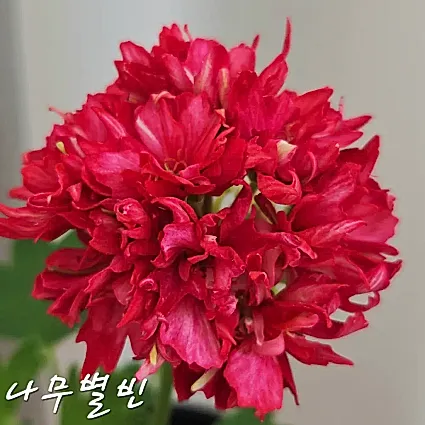 나무별빈 제라늄
