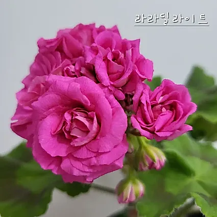 라라딜라이트 제라늄