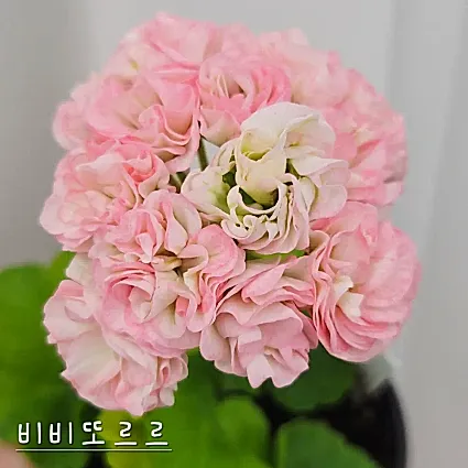 비비또르르 제라늄