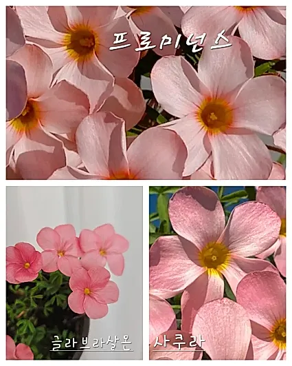 사랑초 3종세트