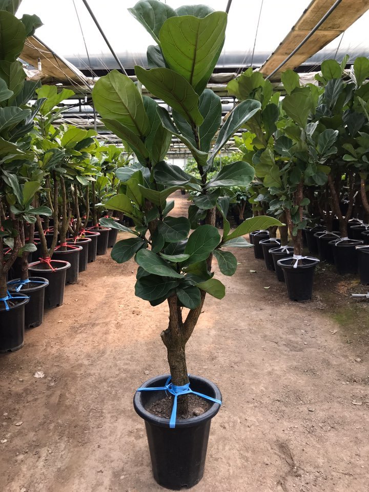 パシフィックレッドダイド 専用苗 a0527964-c972-4744-845e-