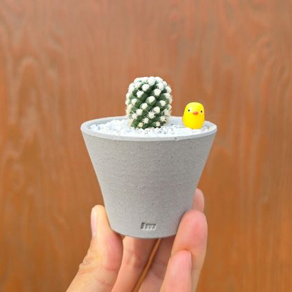 눈꽃 선인장(화이트라코비)