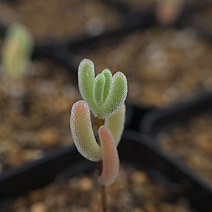 (랜덤 분양. 본문 참조) 드로산더뭄 플로리번덤 다이아몬드