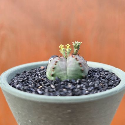 미니오베사